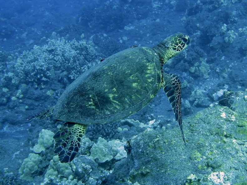 29 Hawksbill Sea Turtle IMG_2309.jpg